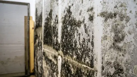 Dark mold growth across a basement wall beside a wooden post